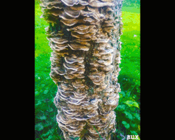 tree fungi GIF