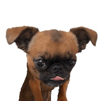 Brussels Griffon Kiss Sticker by MISO PUP