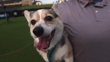 Dog Running GIF by American Kennel Club