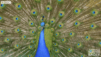 Animals-behaving-badly GIFs - Get the best GIF on GIPHY Animals-behaving-badly GIFs - Get the best GIF on GIPHY