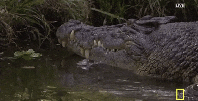 alligator GIF by National Geographic Channel