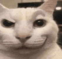 Cat Stare GIF