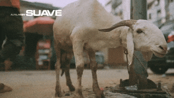 Greatest Of All Time Goat GIF by A FILM BY SUAVE