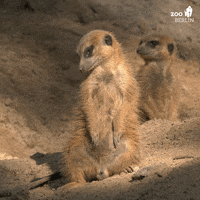 Meerkat GIFs - Get the best GIF on GIPHY