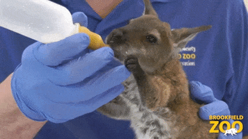 Baby Bottle GIF by Brookfield Zoo