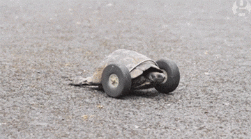 Turtle Wheels GIF