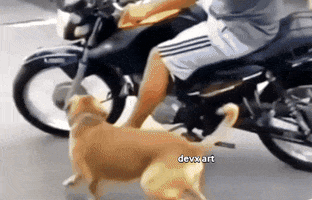 Dog Training GIF by DevX Art