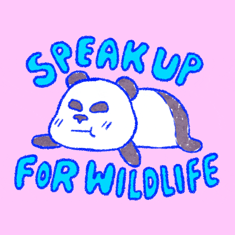 Digital illustration gif. Hand-drawn black and white panda bear lays on its stomach, mouth opening and closing. Text, "Speak up for wildlife."