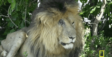 GIF by National Geographic Channel