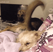 Animals Being Jerks Tail GIF