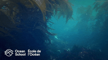 Ocean Scool - École de l'Océan GIF