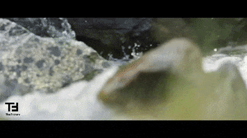 Land Rover Video GIF by TheFactory.video