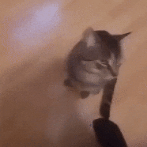 Cat Rocket GIF