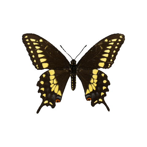 Art To Disarm Gallery Sticker