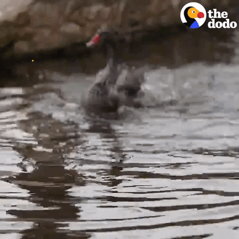 Happy Water GIF by The Dodo