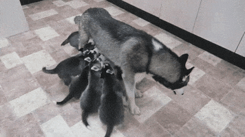 gamejetz  GIF
