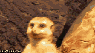 Wildlife gif. A meerkat looks around, then starts to sag to the side as it falls asleep. It catches itself then looks around again more alertly.
