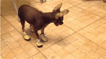 Dog Shoes GIF
