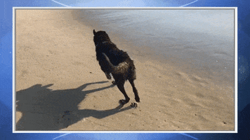 heart of television dog GIF by Hallmark Channel