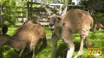 Kangaroo Eating GIF by Brookfield Zoo