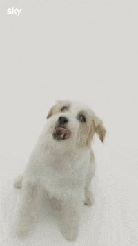 Cute Dog JUMPSCARE on Make a GIF
