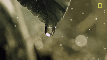 dripping nat geo GIF by National Geographic Channel