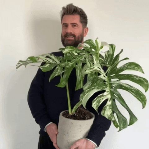 mr_plantgeek laugh laughing plants giggle GIF