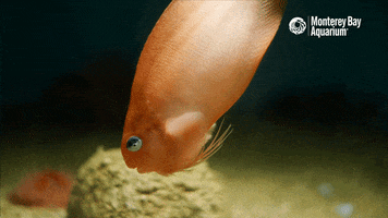 Deep Sea Water GIF by Monterey Bay Aquarium
