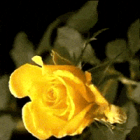 Western/Country/Blues/Rock/Jazz - Page 9 200.gif?cid=374ca936eclcx3hp0ej525esvti4agwoszkhhqarkkzk61r6&rid=200