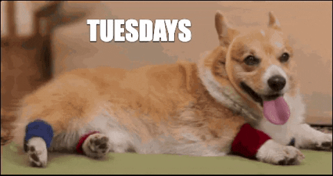 Tuesday Dog GIFs - Find & Share on GIPHY