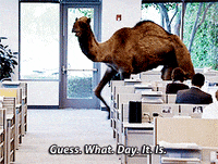Camel-hump GIFs - Get the best GIF on GIPHY