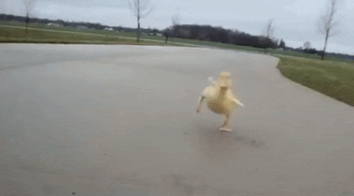 giphy.gif?cid=ecf05e47yrhndsinywlxorridu