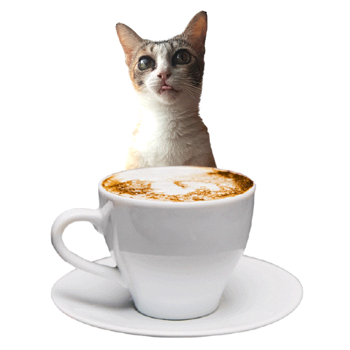 Good Morning Cat Coffee