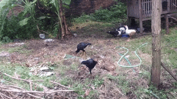 Home Chickens GIF