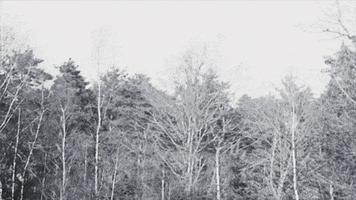 be natural black and white GIF