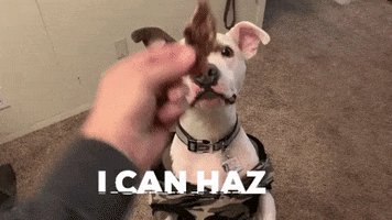 Dog GIF