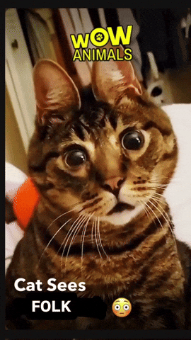 Cat Folk GIF