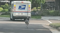 Persistent Turkey Pursues Mailman