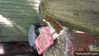 bees