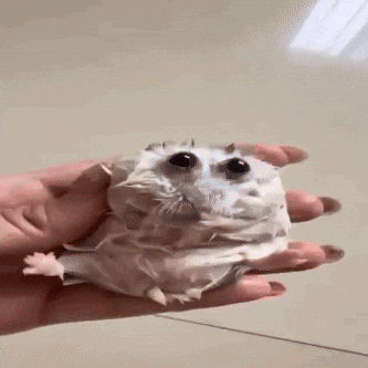 Hamster GIF by agenciapremium