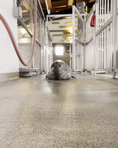Harbor Seal Hello GIF by Valley Zoo Development Society