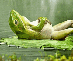 frogs GIF