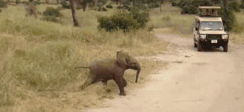 Cute Baby Elephant Gifs Get The Best Gif On Giphy