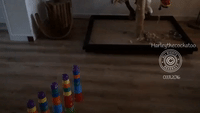 Cockatoo Annihilates Plastic Cup Towers