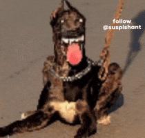 Follow Suspishant GIF