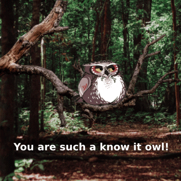 Know It All Forest GIF