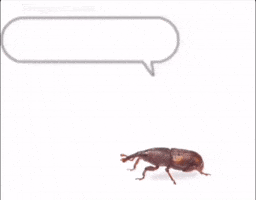 Eye Hello GIF