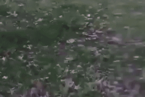 giphy.gif?cid=2154d3d7f8cc49f96884bee58c