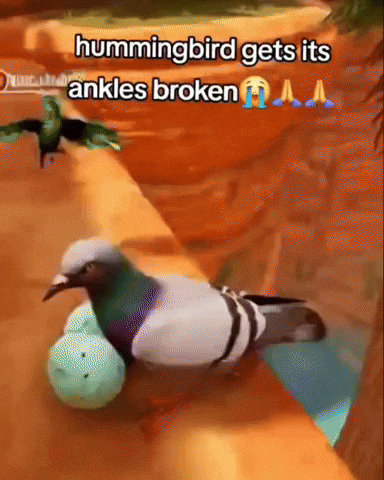 Bird Hummingbird GIF