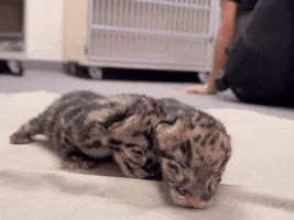 Baby Animals GIF by Storyful